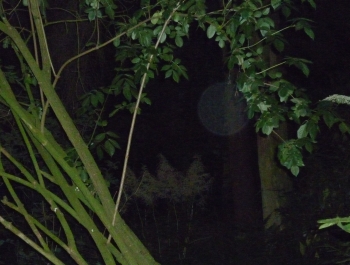 Orb 10
